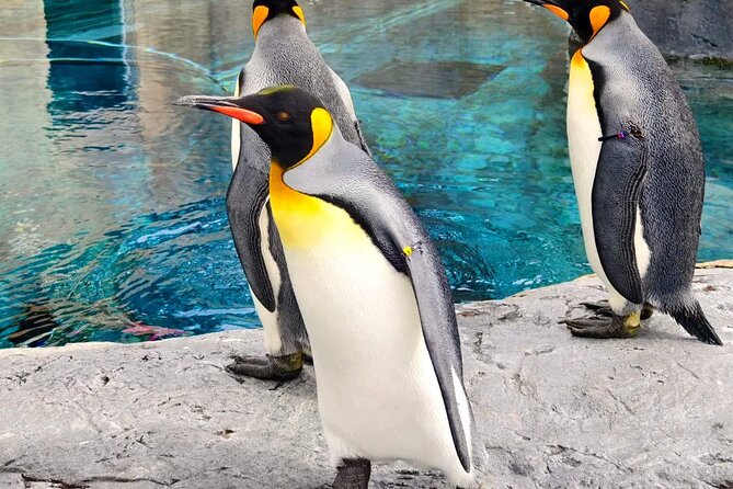 Hokkaido Scenic Day Tour: Zoo, Blue Pond, Iconic Trees & Terrace - Why this Hokkaido day trip works