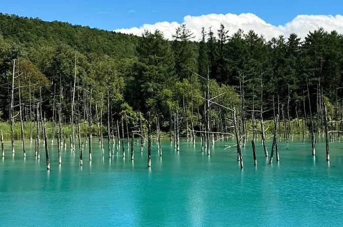 Hokkaido Scenic Day Tour: Zoo, Blue Pond, Iconic Trees & Terrace - Shirogane Blue Pond is the main photo stop