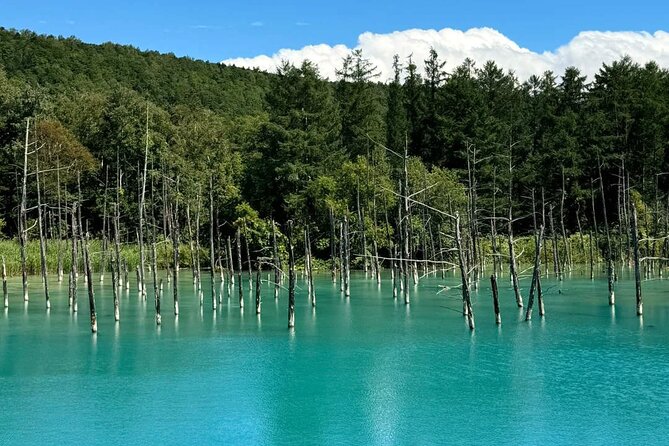 Hokkaido Scenic Day Tour: Zoo, Blue Pond, Iconic Trees & Terrace - How the 9 to 10 hour schedule feels