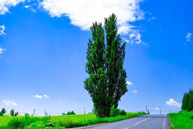 Hokkaido Scenic Day Tour: Zoo, Blue Pond, Iconic Trees & Terrace - Food, weather, and what to bring