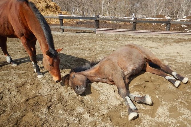 Horse Riding - Key details before you book