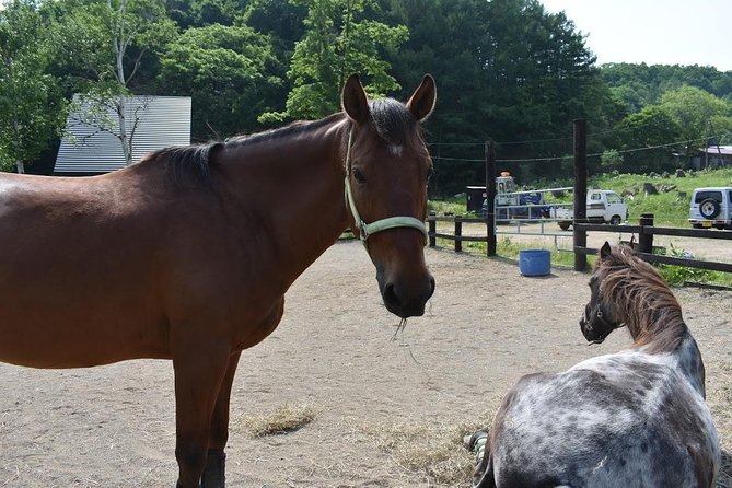 Horse Riding - A lesson adjusted to your riding background