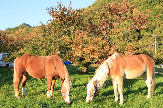Horseback-Riding in a Country Side in Sapporo - Private Transfer is Included - Booking and cancellation details to know