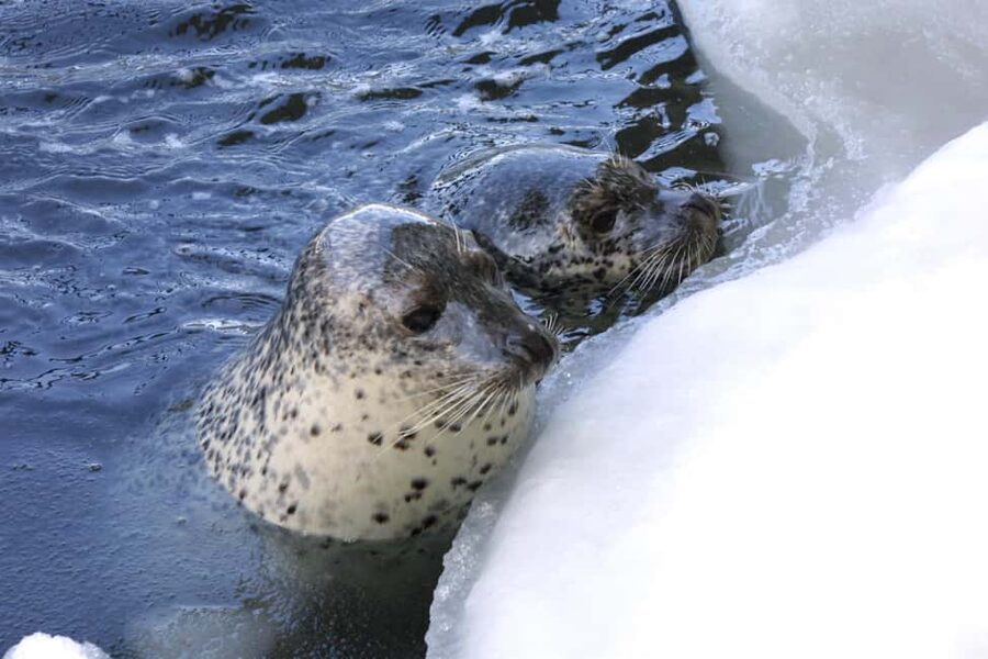 Icebreaker GARINKO GO III Cruise Explore Ice and Snow Tour - Key points to know before you book