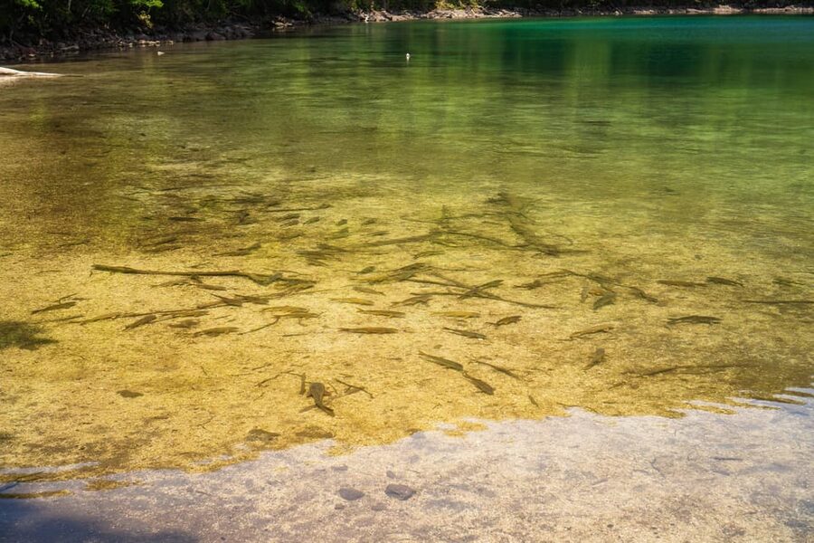 Lake Tachibana: Hike to a hidden lake! - Resting beside a quiet volcanic lake
