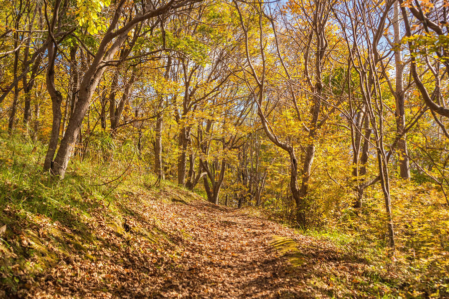 Mt. Usu: Hike to the crater and see the stunning Lake Toya! - Should you book?