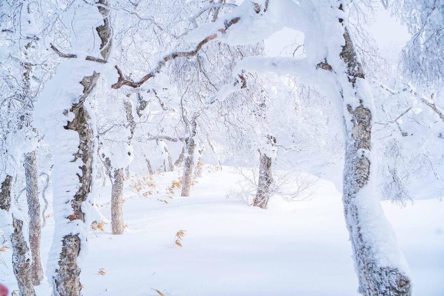 Noboribetsu: Orofure Pass Snowshoeing Tour - A Sheltered Lunch and Something Hot