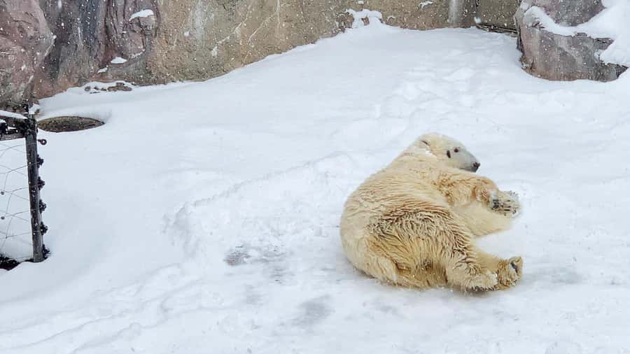 Penguin Fun & Snowmobile : Sapporo Winter (Asahiyama Zoo) - Ningle Terrace and the small winter craft shops