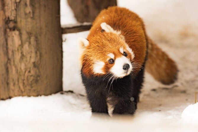 【Private Car】Asahiyama Zoo, Blue Pond, Shirahige Falls, Ningle Terrace (from Sapporo) - Key points to know before booking