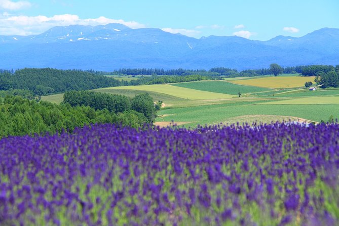 Private Car Tour of Furano and Biei in Hokkaido with Local Guide - Key points to know before booking