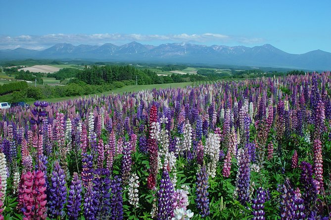 Private Car Tour of Furano and Biei in Hokkaido with Local Guide - Shirogane Blue Pond: color shaped by weather
