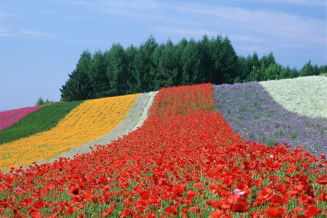 Private Car Tour of Furano and Biei in Hokkaido with Local Guide - What the private car and guide change