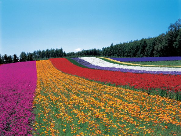 Private Car Tour of Furano and Biei in Hokkaido with Local Guide - Is the $1,311.60 price fair?