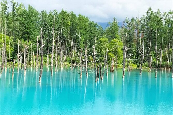 Private Car Tour to Biei Furano and Blue Pond from Sapporo - Ningle Terrace: handmade cottages in the forest
