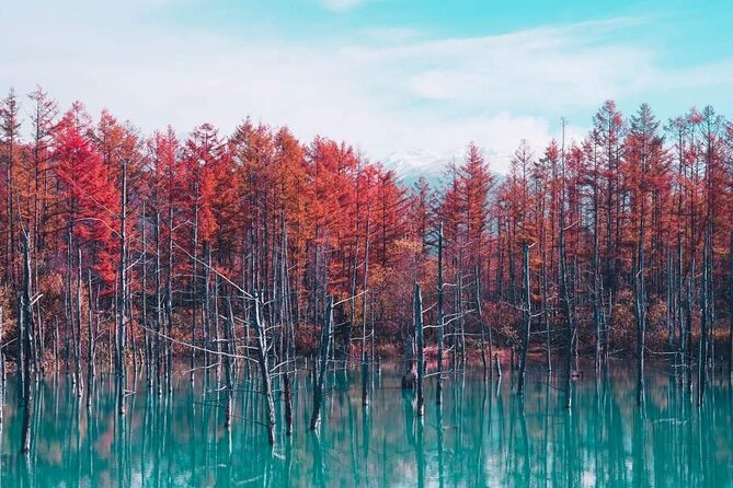 Private Car Tour to Biei Furano and Blue Pond from Sapporo - The Blue Pond question you should settle before booking