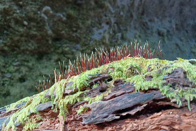 Private Day Trip of Lake Shikotsu and Moss Canyon - Moss Canyon is about small natural details
