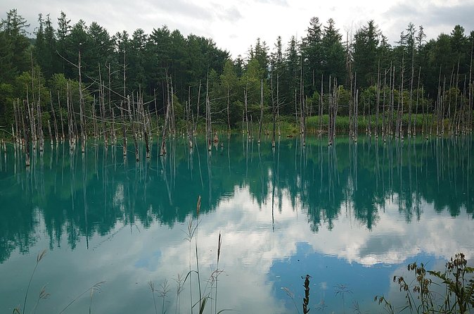 Private Hokkaido Guided 5 Day Tour with Transportation - Shopping at Mega-Don, Second Street, and Book Off