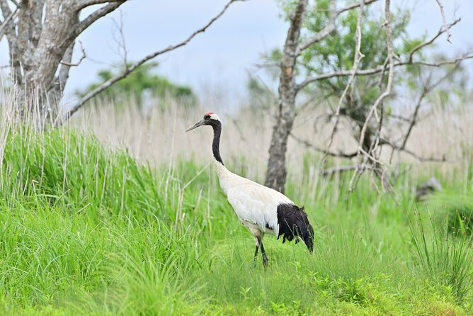 Private Tour with Kushiro Marsh, Tancho, and Local Market - Key points to know before booking