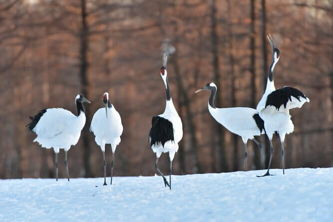 Red Crowned Crane and Wildlife Watching - Key Points at a Glance