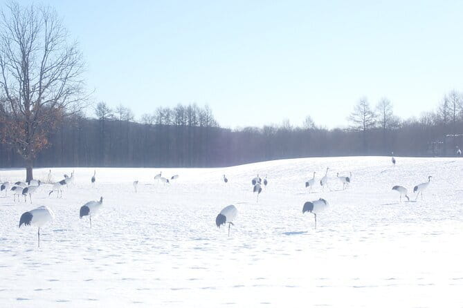 Red Crowned Crane and Wildlife Watching - Why the Cranes Make This Kushiro Trip Special