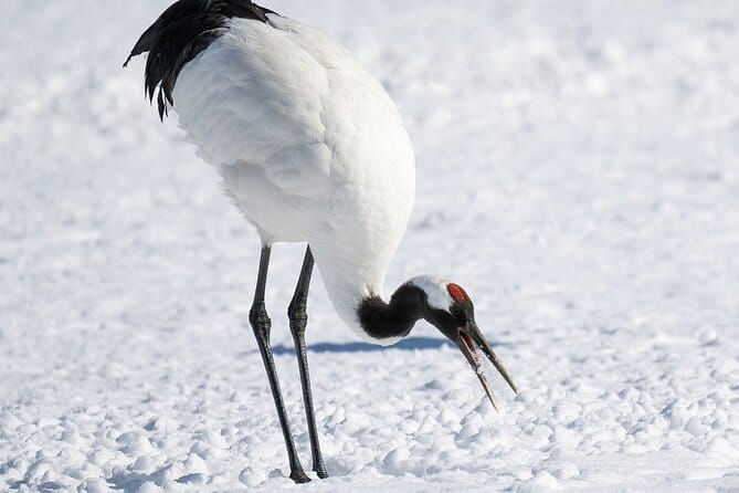 Red Crowned Crane and Wildlife Watching - The Broad View from Hosooka Observation Point