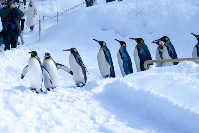 Sapporo: Asahiyama Zoo and Shirahige Falls Trip /w Hotel Pickup - Why this Hokkaido day trip works