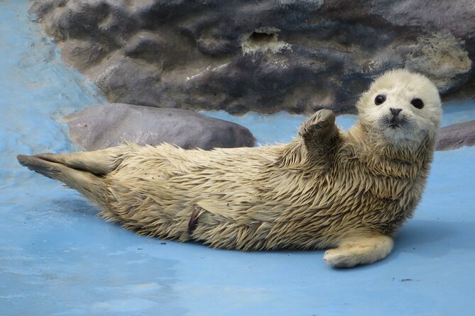 Sapporo: Asahiyama Zoo and Shirahige Falls Trip /w Hotel Pickup - Shirogane Onsen and the extra ¥2,000 choice