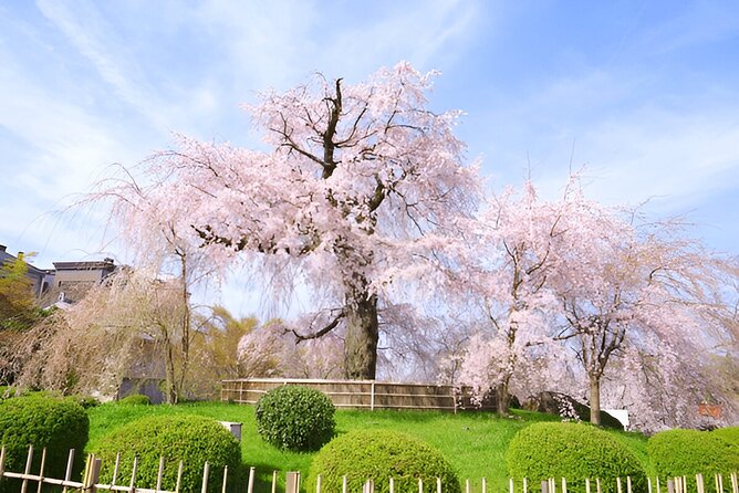 Sapporo City Discovery Private Tour - Seeing Sapporo’s major sights