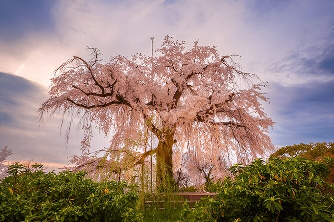 Sapporo City Discovery Private Tour - Local favorites and less familiar corners