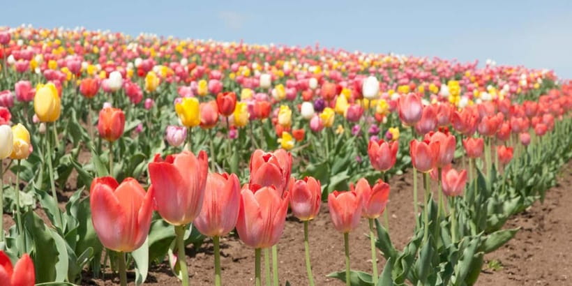 Sapporo: Furano Flower Sea & Biei Blue Pond Tour w/ Pickup - Roller Coaster Road by Vehicle