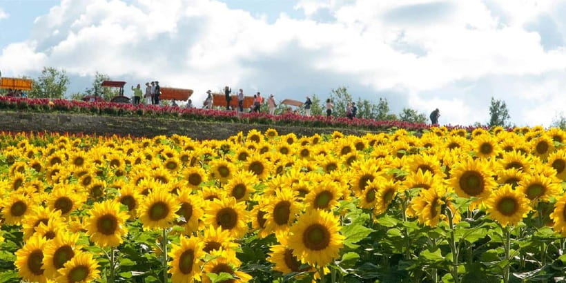 Sapporo: Furano Flower Sea & Biei Blue Pond Tour w/ Pickup - Buffet Lunch and the Yubari Melon Option