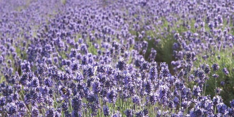 Sapporo: Furano Flower Sea & Biei Blue Pond Tour w/ Pickup - Is $77 a Fair Price?