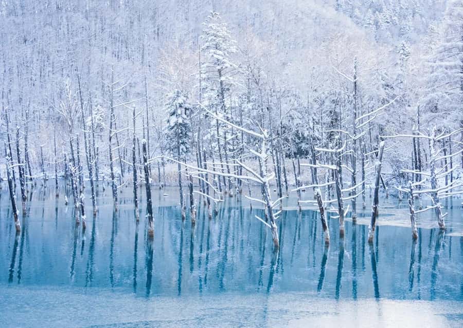 Sapporo: Furano Lavender & Biei Blue Pond Tour with Lunch - Farm Tomita and the best month for lavender