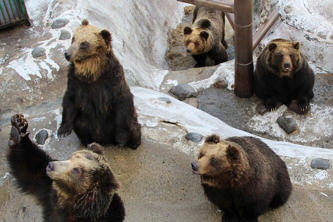 Sapporo: Noboribetsu Hell Valley, Lake Toya & Bear Farm Tour - Who should book this Hokkaido day tour?