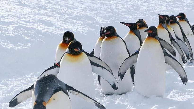 Sapporo Winter : Asahiyama Zoo (Penguin Fun & Snowmobile) - Why the penguins make this full day worthwhile