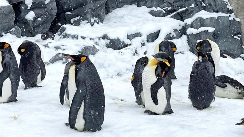 Sapporo Winter : Asahiyama Zoo (Penguin Fun & Snowmobile) - Leaving Sapporo on a heated bus