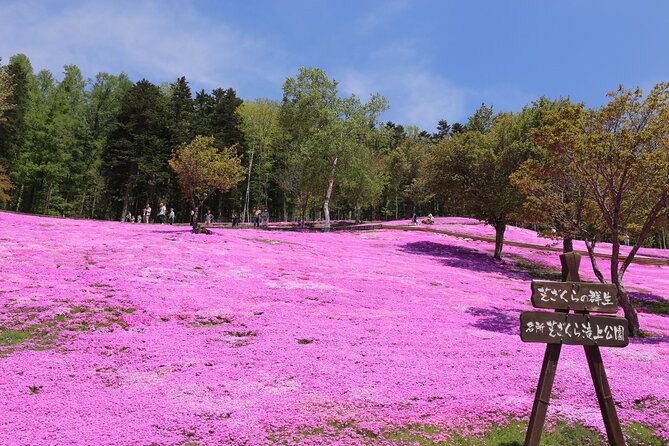 [Shibazakura / Tulip] Going by private car, Shibazakura Takinoue Park and Kamiyubetsu Tulip Park (from Sapporo) - Key things to know before booking