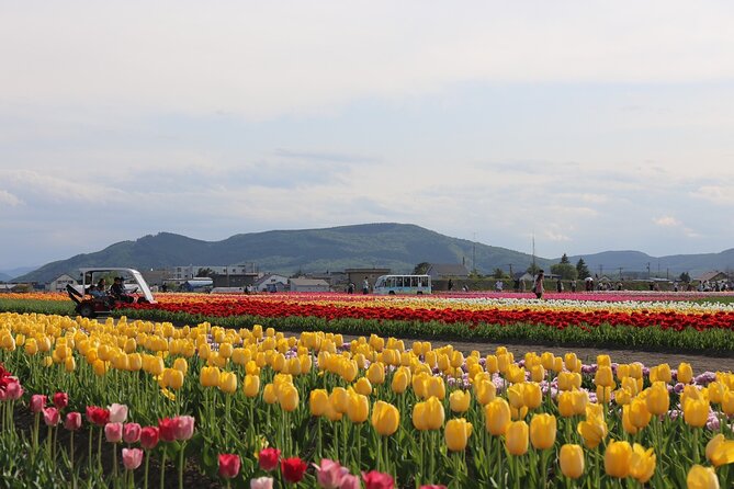 [Shibazakura / Tulip] Going by private car, Shibazakura Takinoue Park and Kamiyubetsu Tulip Park (from Sapporo) - Two Hokkaido flower parks from Sapporo