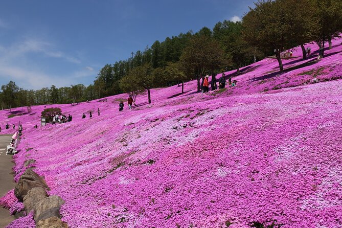 [Shibazakura / Tulip] Going by private car, Shibazakura Takinoue Park and Kamiyubetsu Tulip Park (from Sapporo) - Kamiyubetsu Tulip Park and its huge display