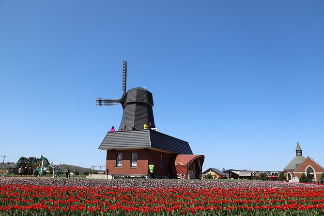 [Shibazakura / Tulip] Going by private car, Shibazakura Takinoue Park and Kamiyubetsu Tulip Park (from Sapporo) - Flower conditions are the central booking decision