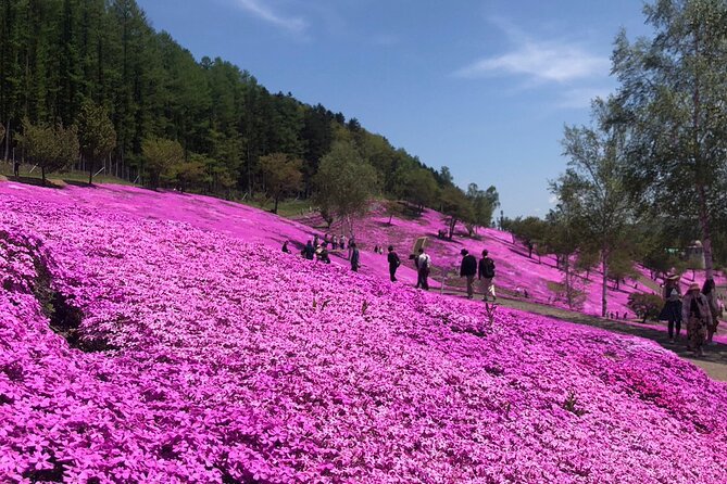 [Shibazakura / Tulip] Going by private car, Shibazakura Takinoue Park and Kamiyubetsu Tulip Park (from Sapporo) - Who will get the most from this day
