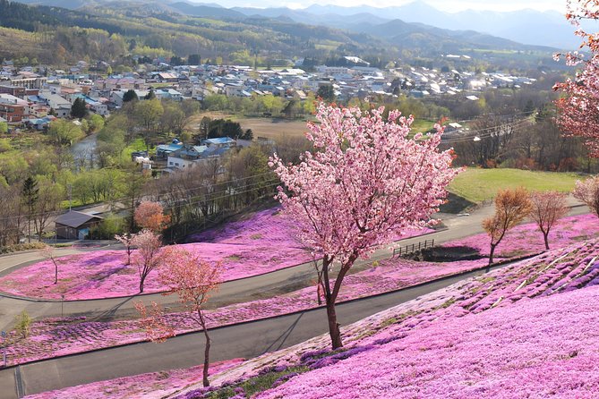 [Shibazakura / Tulip] Going by private car, Shibazakura Takinoue Park and Kamiyubetsu Tulip Park (from Sapporo) - Takinoue Shibazakura Park in the early season