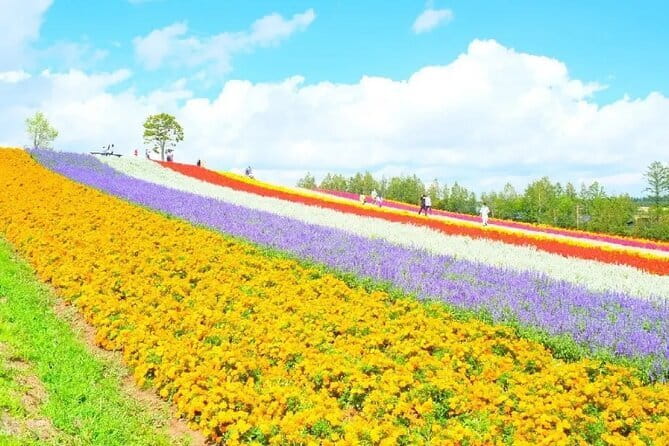 Shikisai-no-Oka and Furano Tour with buffet lunch from Sapporo - Why this Sapporo day trip works