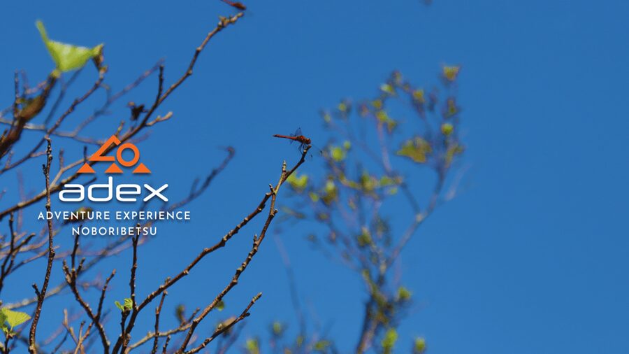 Sky walk Adventure:Ridge Trail on Date Monbetsu Peak - Key points to know before you book
