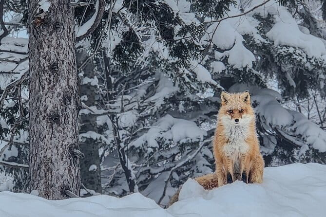 Snowshoe Adventures and Onsen Bliss Winter Escape in Furano - Why this is more than a short snow walk