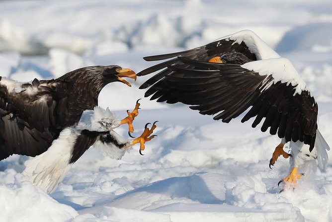 Steller's sea Eagle/White-tailed Eagle watching tour - Key points to know before booking