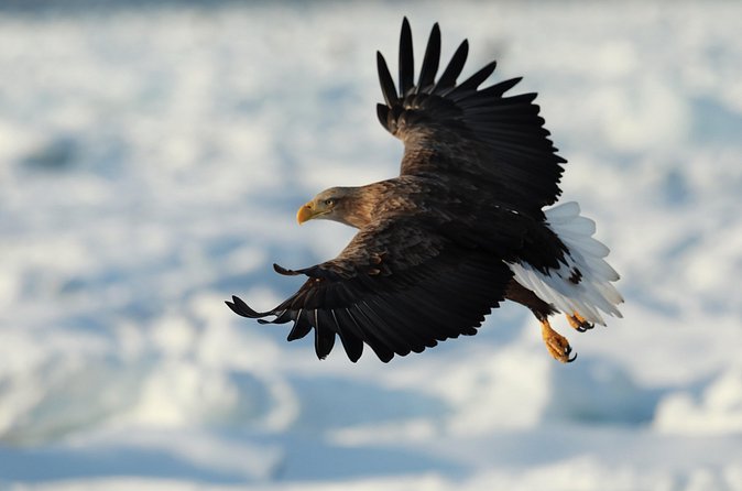 Steller's sea Eagle/White-tailed Eagle watching tour - Yuki and Tomo bring the human touch
