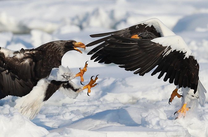 Steller's sea Eagle/White-tailed Eagle watching tour - Photography, patience, and realistic expectations