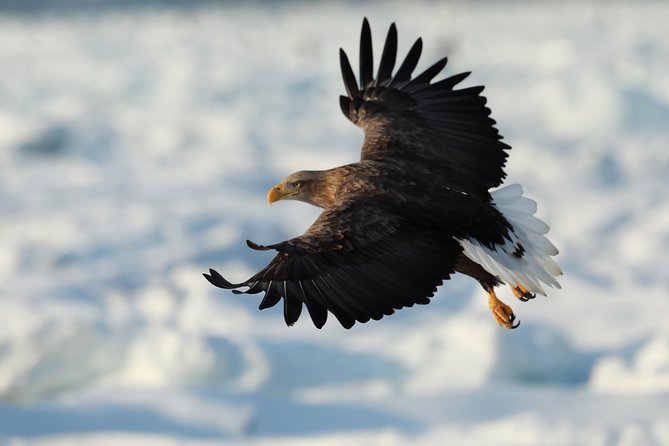 Steller's sea Eagle/White-tailed Eagle watching tour - What the one-hour park stop offers