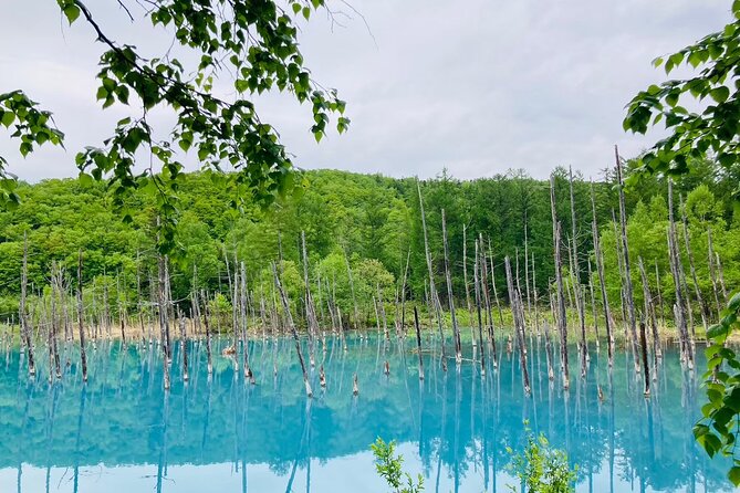 Wherever you want! 1-Day Private Tour from Sapporo to Furano more - Key points to know before booking